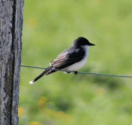 Eastern Kingbird observed by pcapper