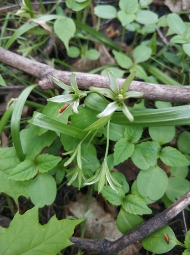 Наблюдение на iNaturalist