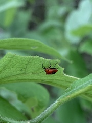 Tropidosteptes cardinalis
