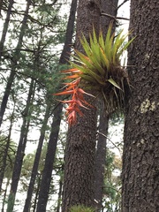 Tillandsia sierrajuarezensis