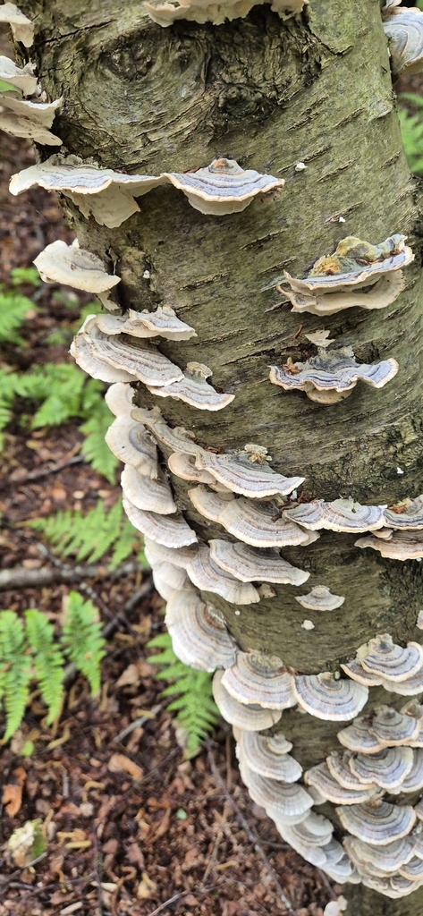 Trametes versicolor · May 2026 · photo: © phil30422 (iNaturalist, cc0)