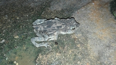 Rhinella humboldti
