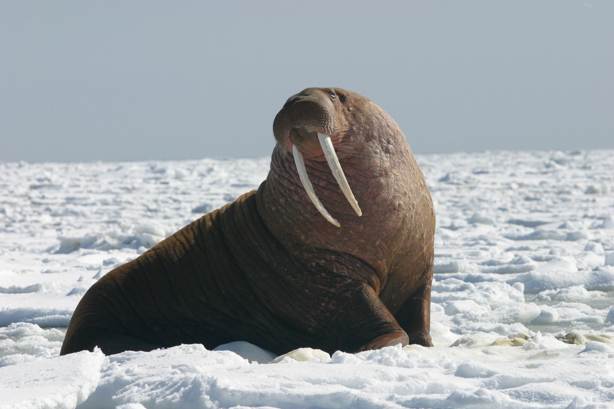 La morsa (Odobenus rosmarus) posee un pelaje que la protege ante las