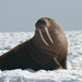 Walrus - Photo (c) Charles Young, some rights reserved (CC BY-NC-ND)