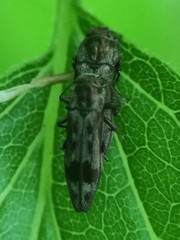 Agrilus lecontei celticola