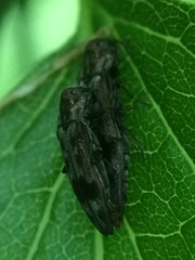 Agrilus lecontei celticola
