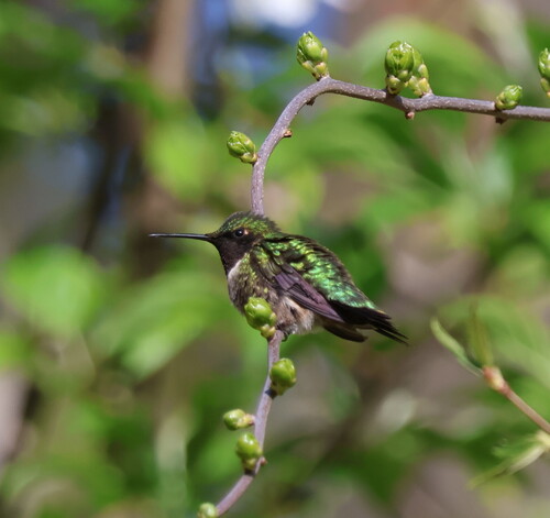 Ruby-throated Hummingbird observed by spharvell