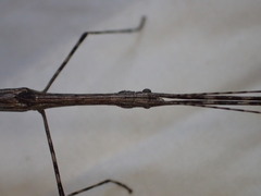 Sipyloidea whitei