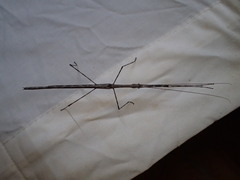Sipyloidea whitei