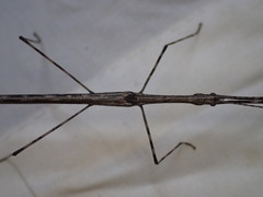 Sipyloidea whitei