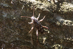 Xylotrechus nauticus