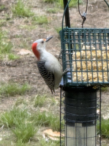 Red-bellied Woodpecker observed by dmdolan