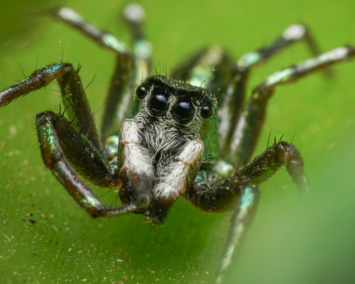 Photo of Sea-green Northern Jumper (Cosmophasis thalassina)