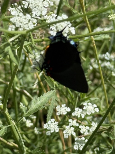 Featured image for “Great Purple Hairstreak”