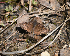 Erynnis juvenalis clitus
