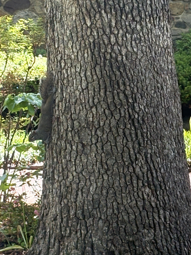 Eastern Gray Squirrel observed by eiji5