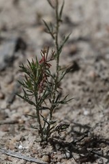 Haloragis heterophylla