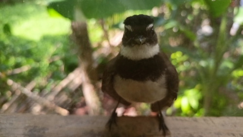 Philippine Pied Fantail (Rhipidura nigritorquis), photo 4