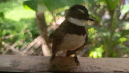 Philippine Pied Fantail (Rhipidura nigritorquis), photo 5