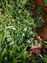 Sherardia arvensis