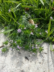 Sherardia arvensis