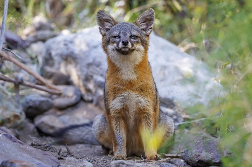 Santa Cruz Island Fox observed by feathersandflora