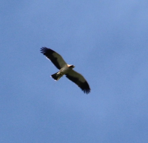 Booted Eagle