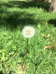 Taraxacum officinale