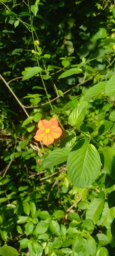 Mussaenda elegans