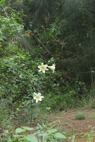 Lilium brownii, photograph 6