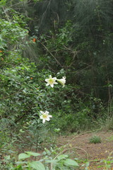 Lilium brownii, photograph (c) 林正文, some rights reserved (CC BY)