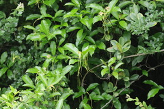 Strophanthus divaricatus