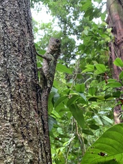 Gonocephalus liogaster