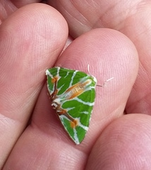 Chlorodes boisduvalaria