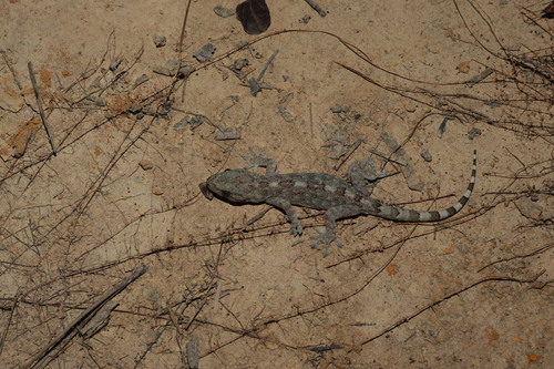 Mell’s gecko, Gekko melli