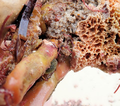 Pyura spinifera