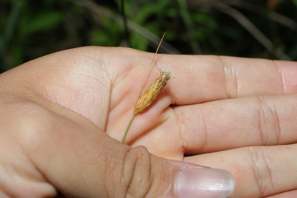 Fimbristylis tristachya; photograph (c) 林正文, some rights reserved (CC BY)