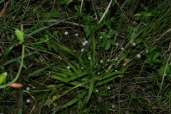 Eriocaulon sexangulare