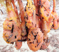 Pyura spinifera