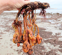 Pyura spinifera