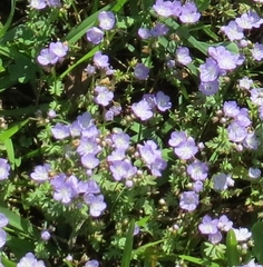 Nemophila