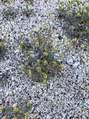 Eriogonum reniforme