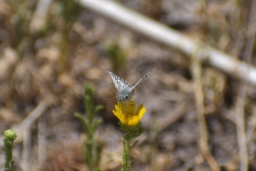 White Checkered-Skipper
