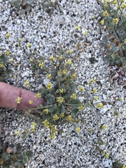 Eriogonum reniforme