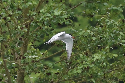 Common Tern observed by mirandabarron