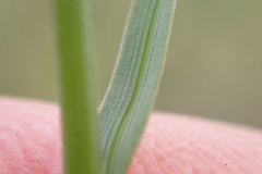 Helictochloa pratensis, photograph (c) Andreas Schneider, some rights reserved (CC BY)