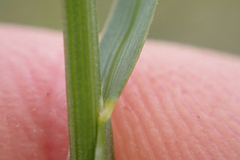 Helictochloa pratensis, photograph (c) Andreas Schneider, some rights reserved (CC BY)