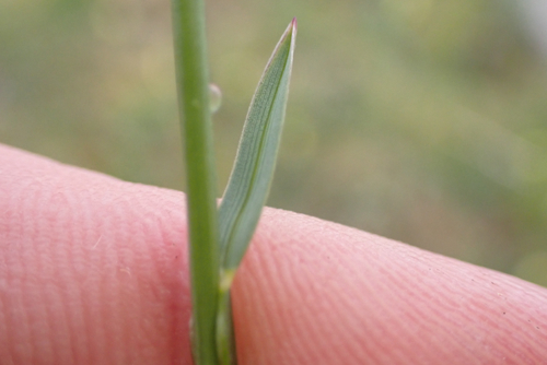 Helictochloa pratensis, photograph 3