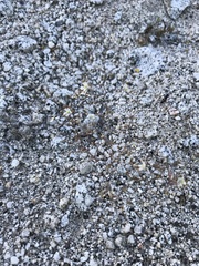 Nemacladus rubescens