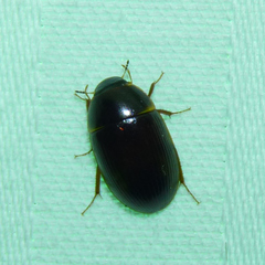 Cymbiodyta bifidus